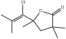 CasImg