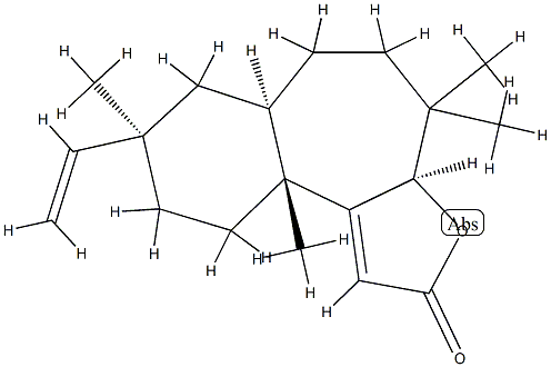 Fischeria A