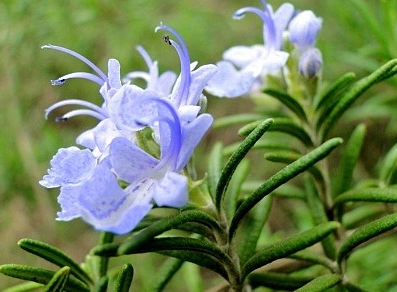 迷迭香植物图片