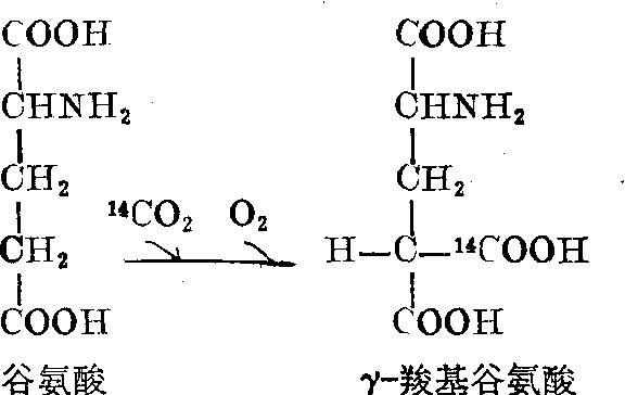 维生素K的凝血作用