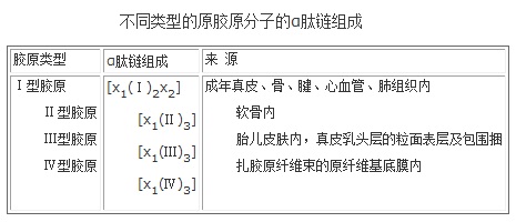 不同类型的原胶原分子的α肽链组成
