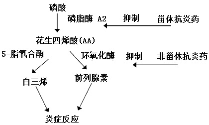 炎症反应机制