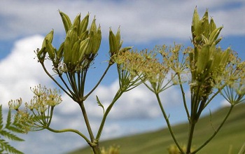 没药
